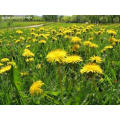 Factory Supply Directly 100% Natural Dandelion Extract